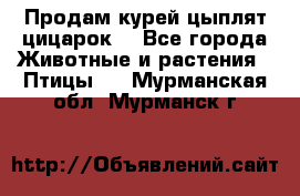 Продам курей цыплят,цицарок. - Все города Животные и растения » Птицы   . Мурманская обл.,Мурманск г.